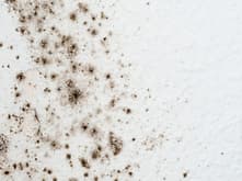 Mold testing